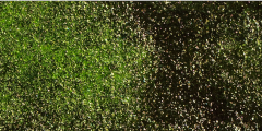 Yellow-Green Shimmer